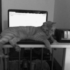 Egal wo auch immer der Laptop steht, die Katze ist nicht weit. Gern wird auch die GameCube als Kopfkissen genutzt ...